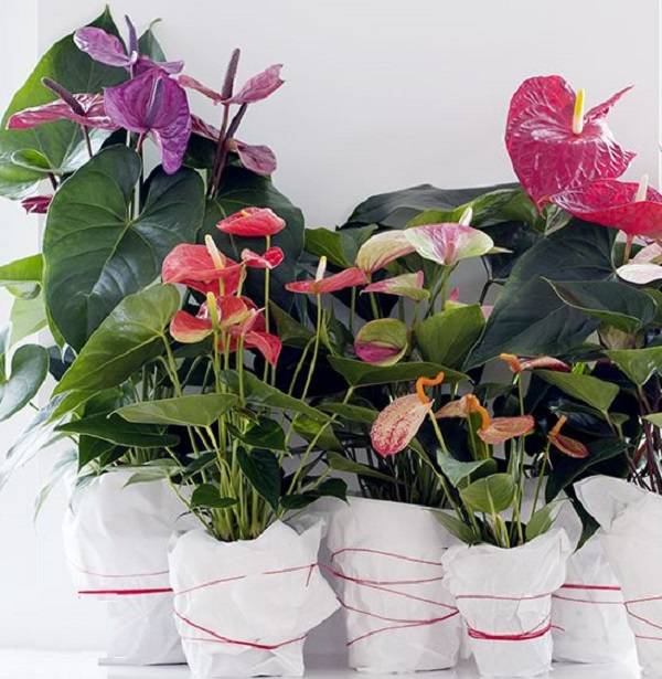 Самые неприхотливые комнатные растения: подборка с фото