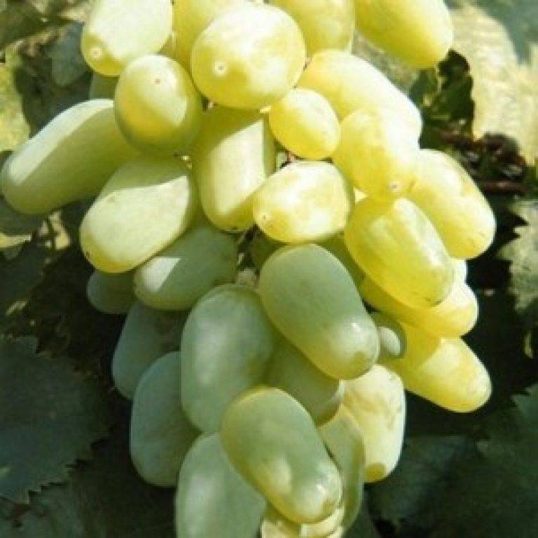 Описание сорта и особенности выращивания винограда «элегант»