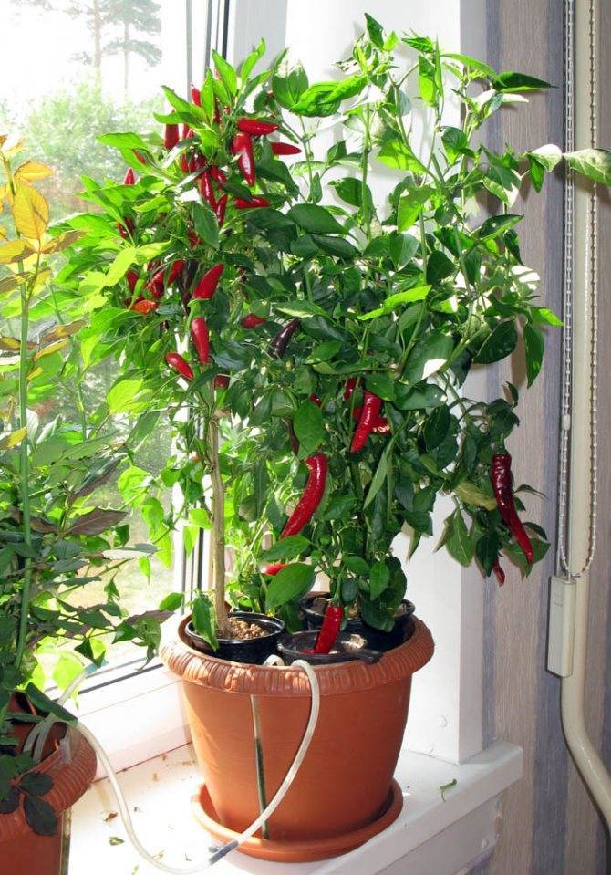 Как посадить и выращивать перец в домашних условиях на подоконнике?