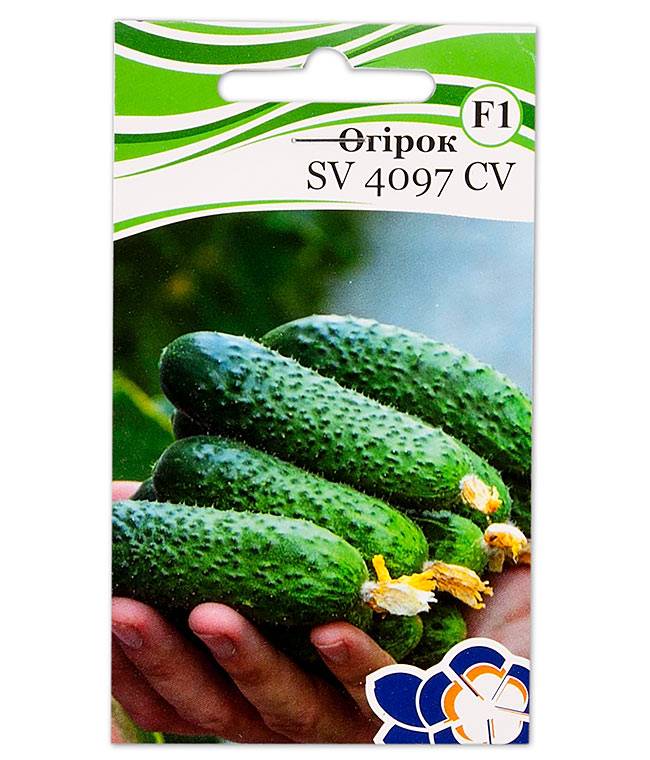 Урожайный «голландец»: огурец св 4097 цв f1, описание, основные характеристики, фото