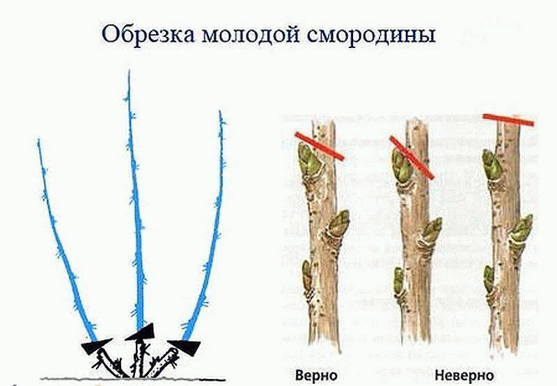 Как обрезать смородину весной для начинающих схемы с подробным