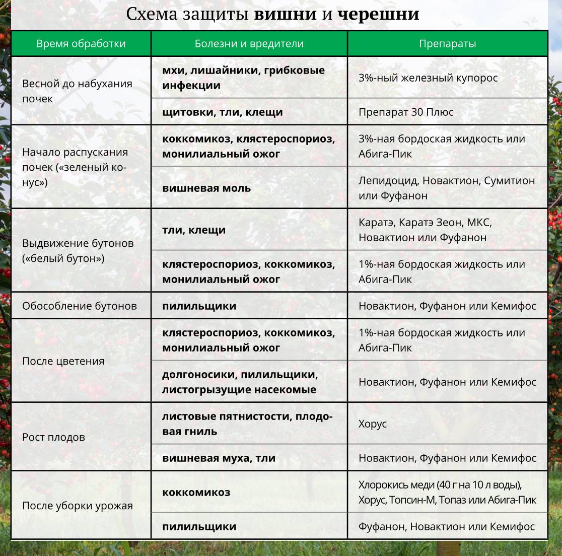 Схема подкормки смородины