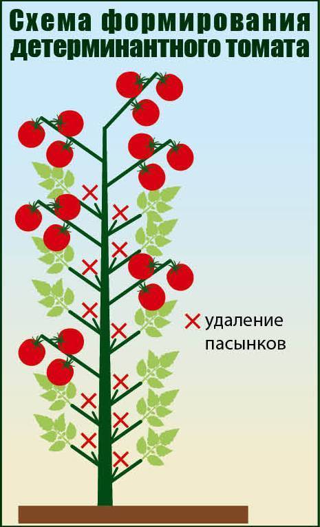 Схема пасынкования помидор