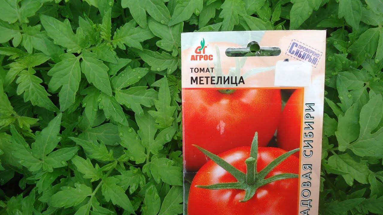 Описание томата метелица: сроки созревания, урожайность