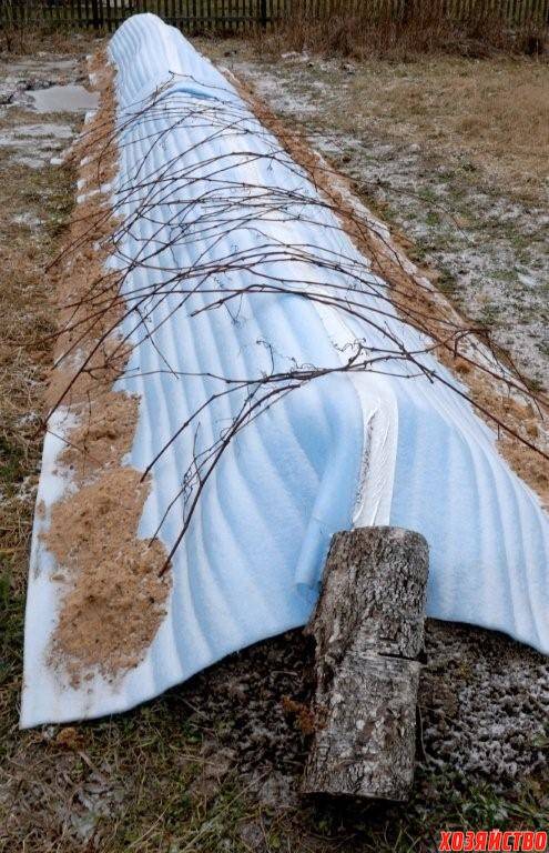 Как спасти виноградную лозу в бесснежную зиму