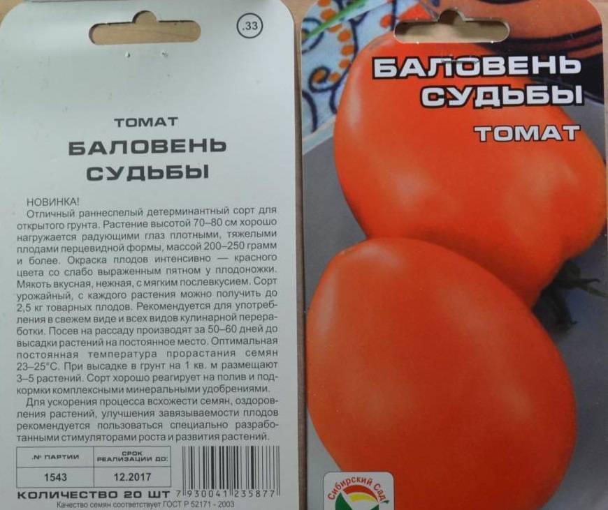 Фото, отзывы, описание, характеристика, урожайность сорта томата «цыган»