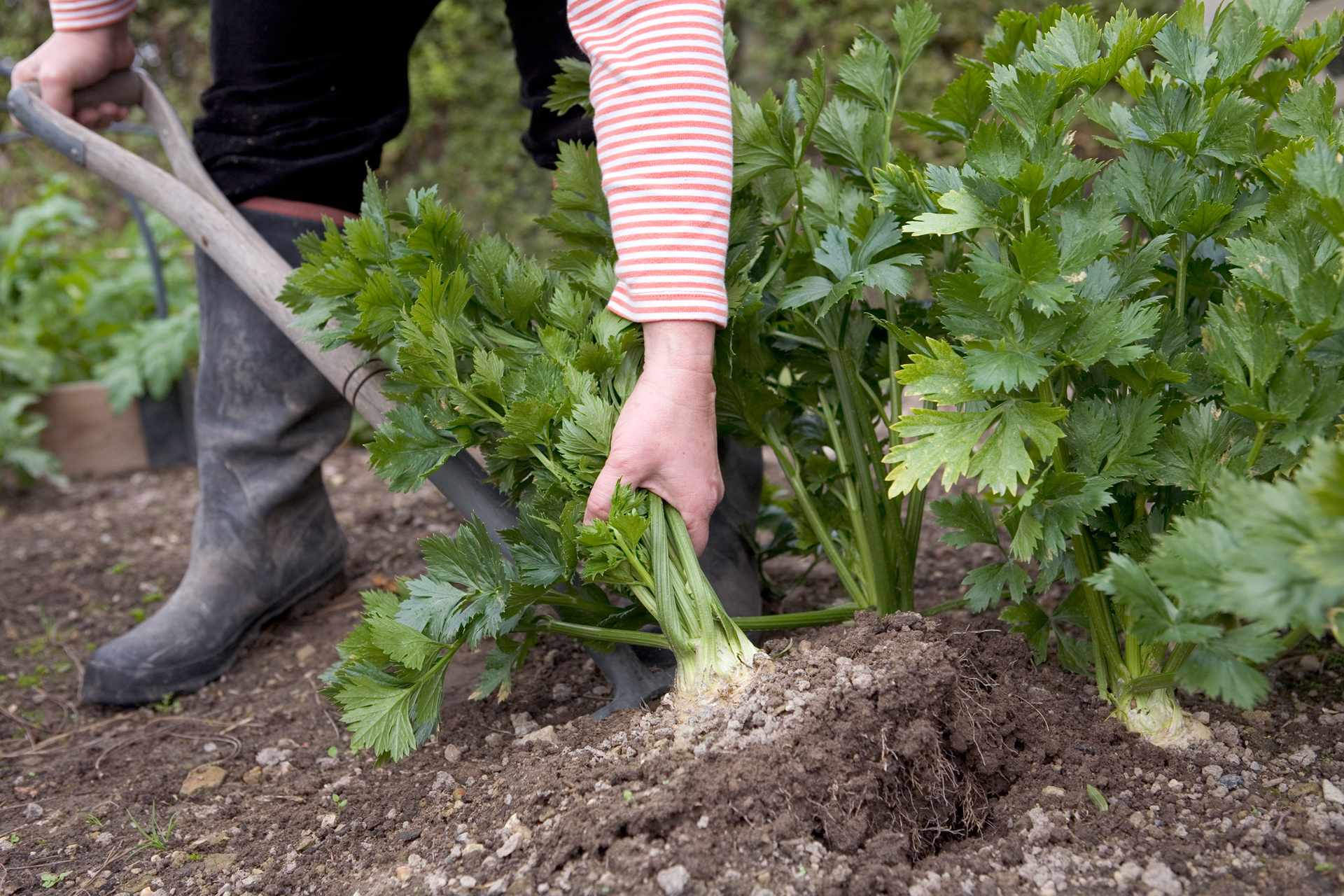 Сельдерей корневой: выращивание и уход в открытом грунте | сельская жизнь - онлайн журнал для садоводов и огородников
