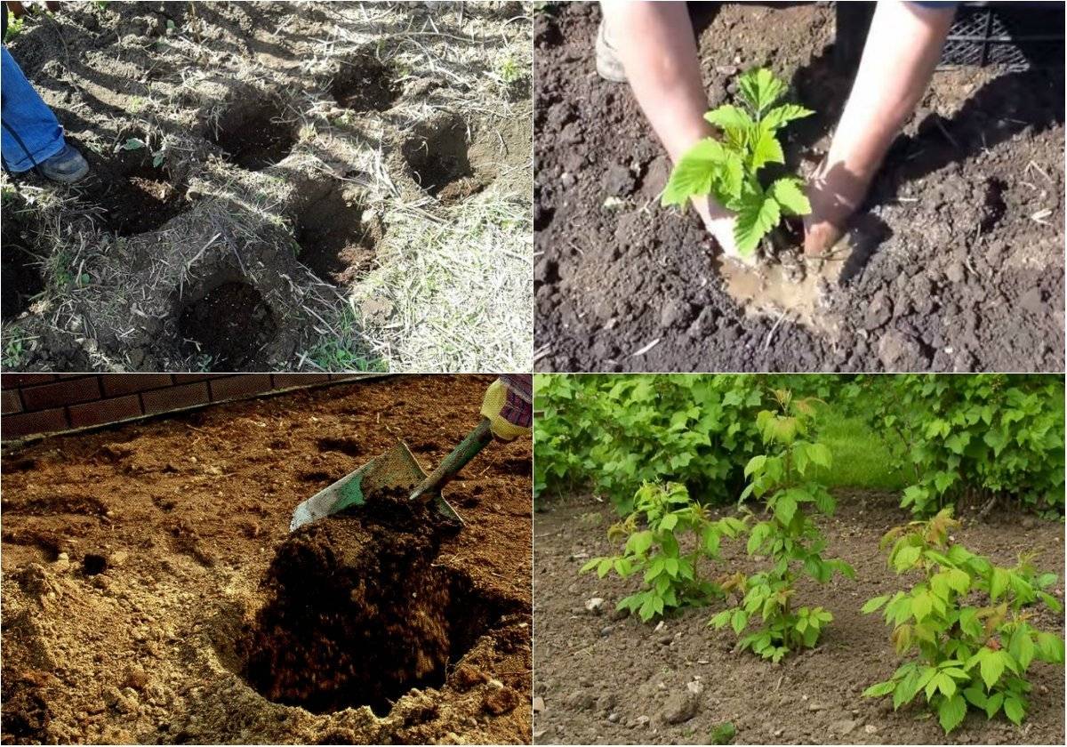 Как сажать малину весной: подготовка почвы, методы посадки, фото, видео