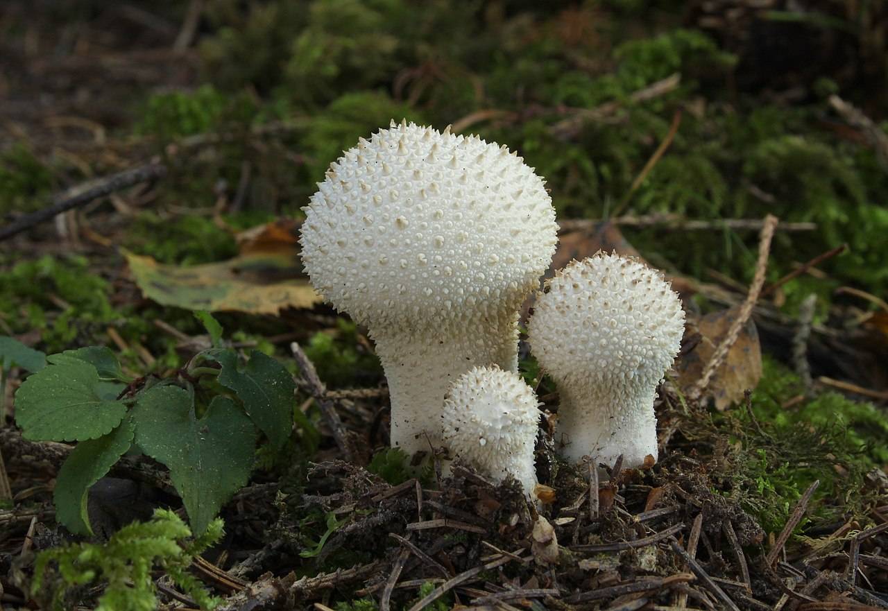 Можно ли есть гриб дождевик и как отличить съедобный от ядовитого (+21 фото)? — викигриб