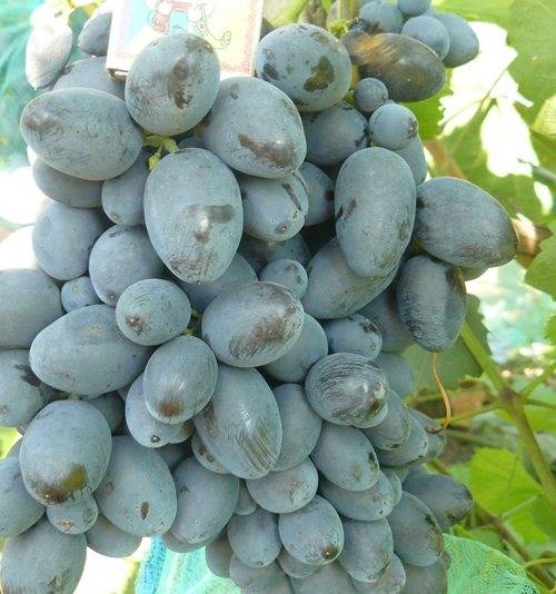 Виноград гала ?: характеристики, описание сорта, фото | qlumba.com