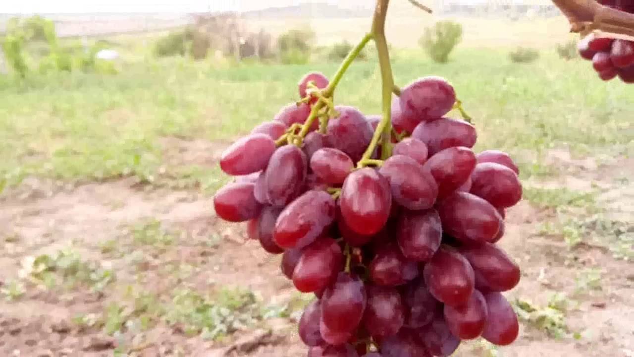 Описание винограда «фавор» с фотографиями и отзывами