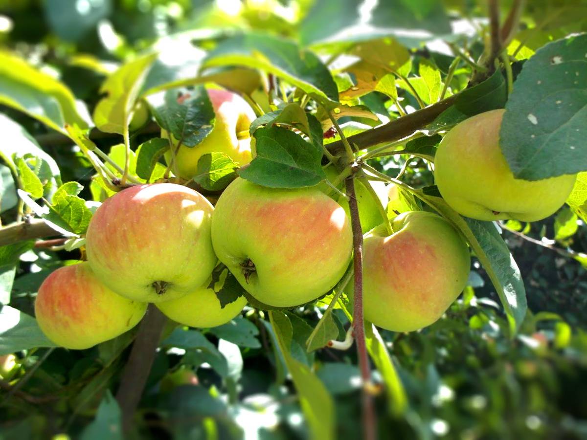 Яблоня подарок садоводам: описание, уход и урожайность
