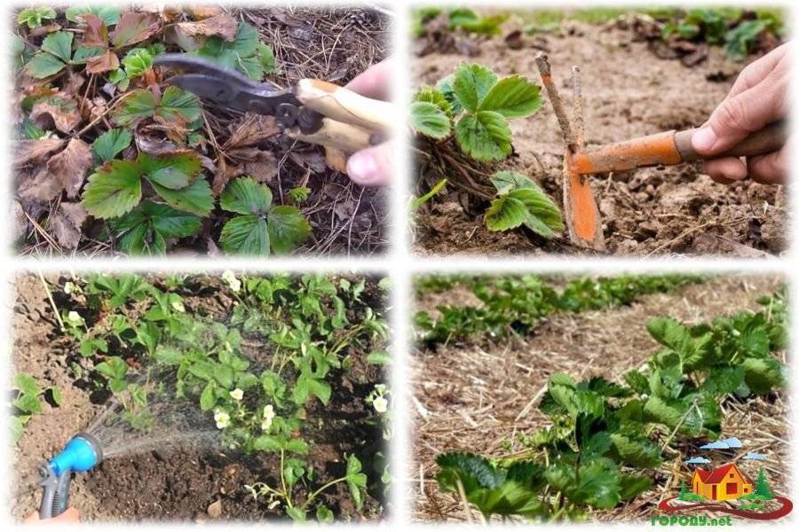 Уход за клубникой весной – важные правила и советы бывалых садоводов