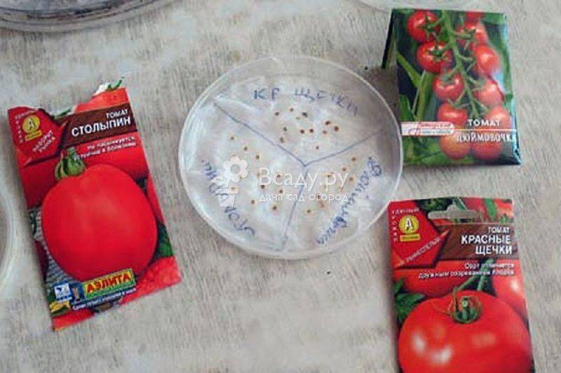 Как и в чём замачивать семена томатов перед посадкой: топ-3 растворов