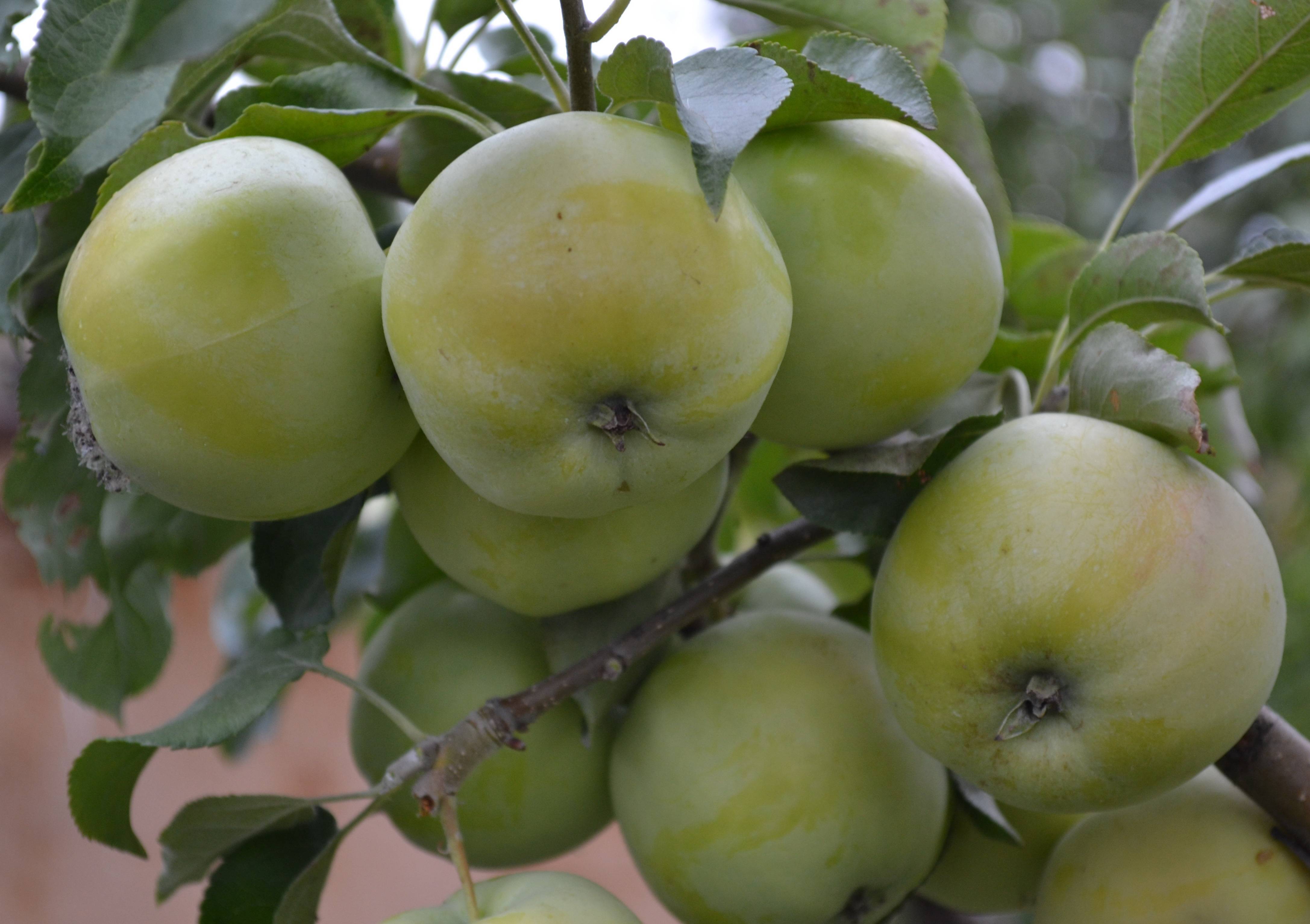 Лучшие сорта яблонь для башкирии фото с названием