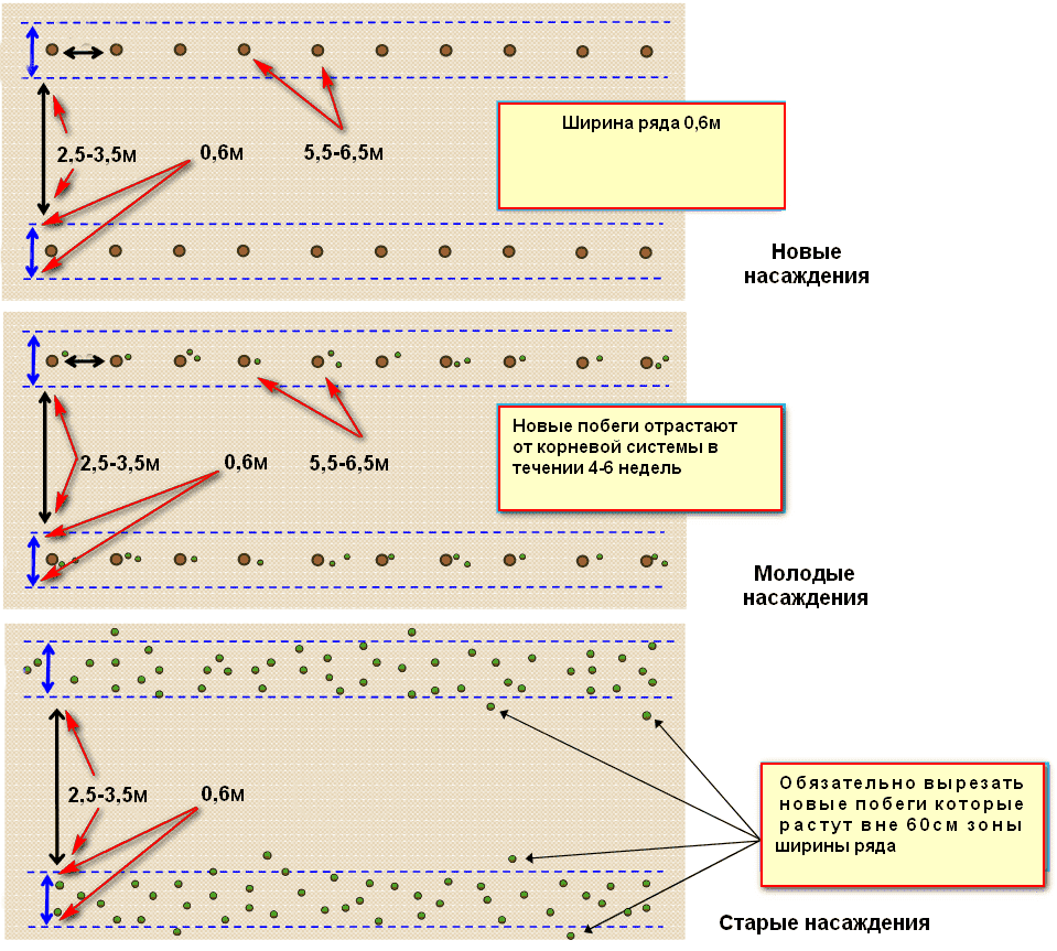 Как посадить малину схема