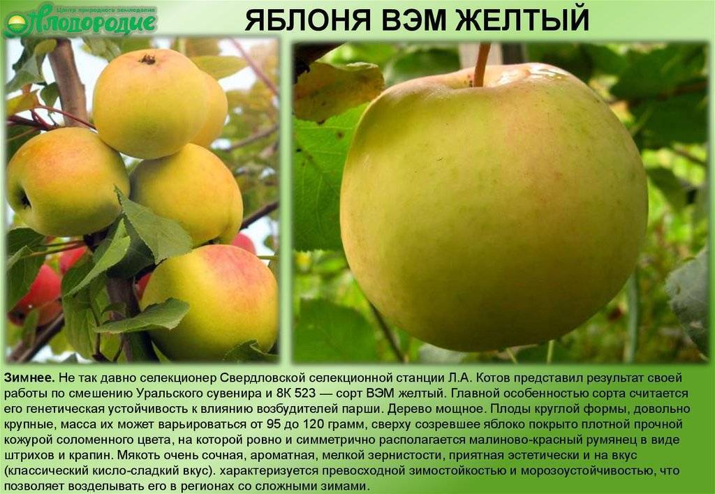 Зимние сорта яблонь с длительным сроком хранения плодов