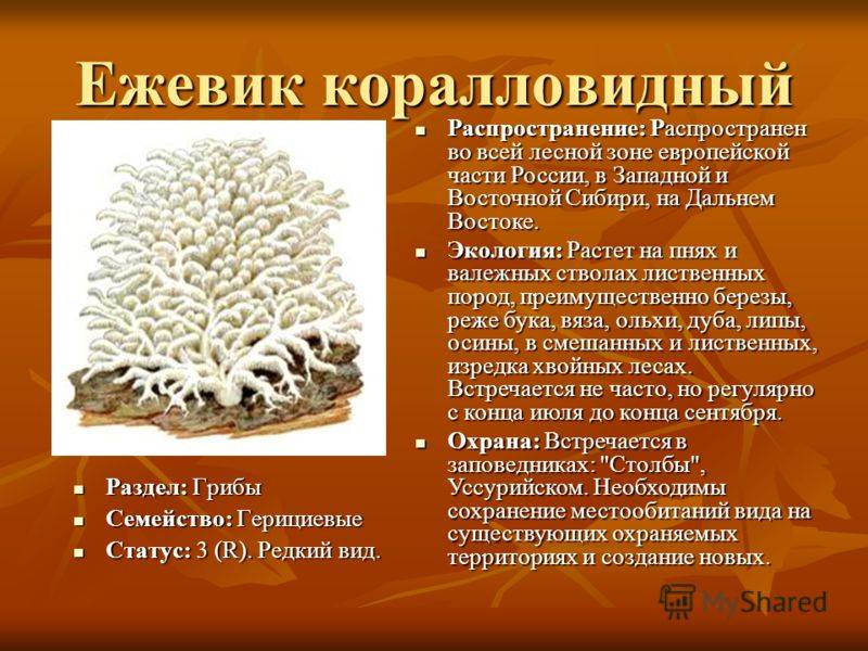 Ежовик коралловидный: состав, калорийность герициума, польза, рецепты