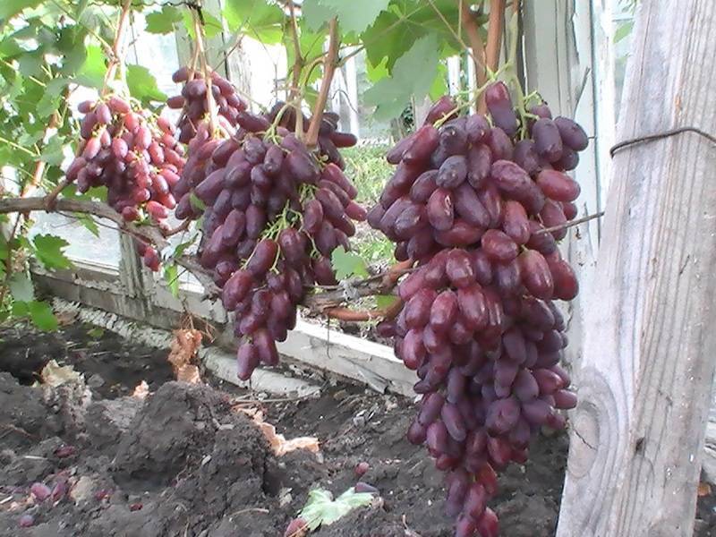 Виноград потомок ризамата: описание сорта и фото, его характеристики и особенности выращивания