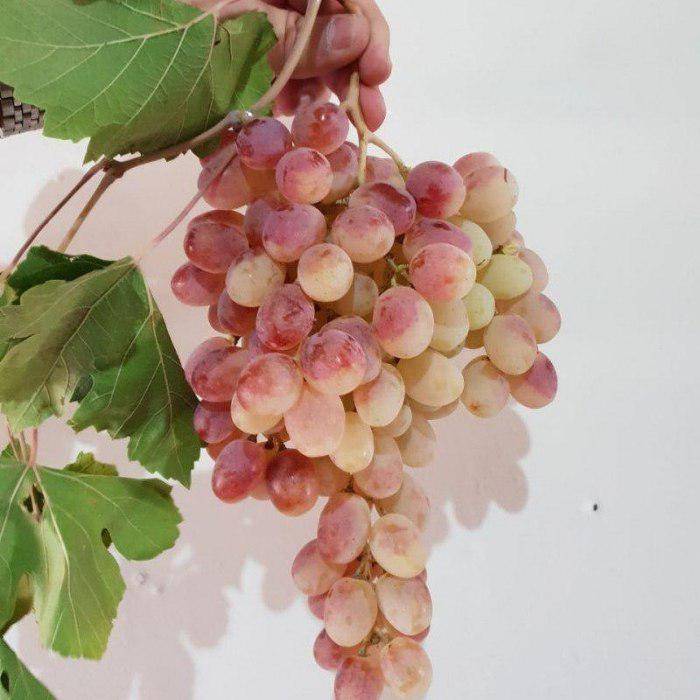 Виноград розовый супер описание фото. виноград розовый супер описание сорта фото отзывы