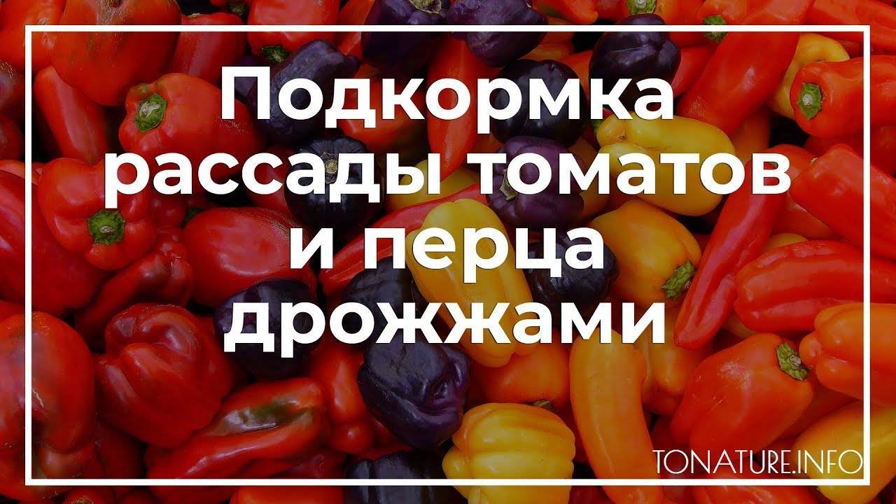 Подкормка дрожжами: огурцов, томатов в теплице и открытом грунте