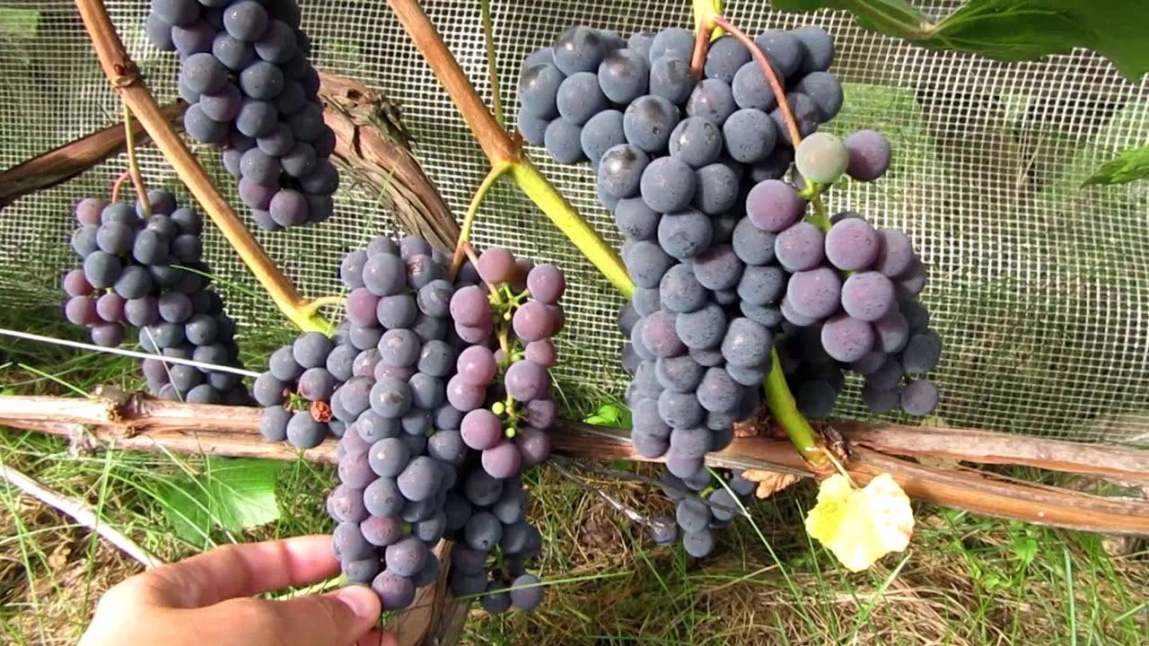 Виноград «альфа»: описание сорта, фото и отзывы о нем. основные его плюсы и минусы, характеристики и особенности выращивания в регионах