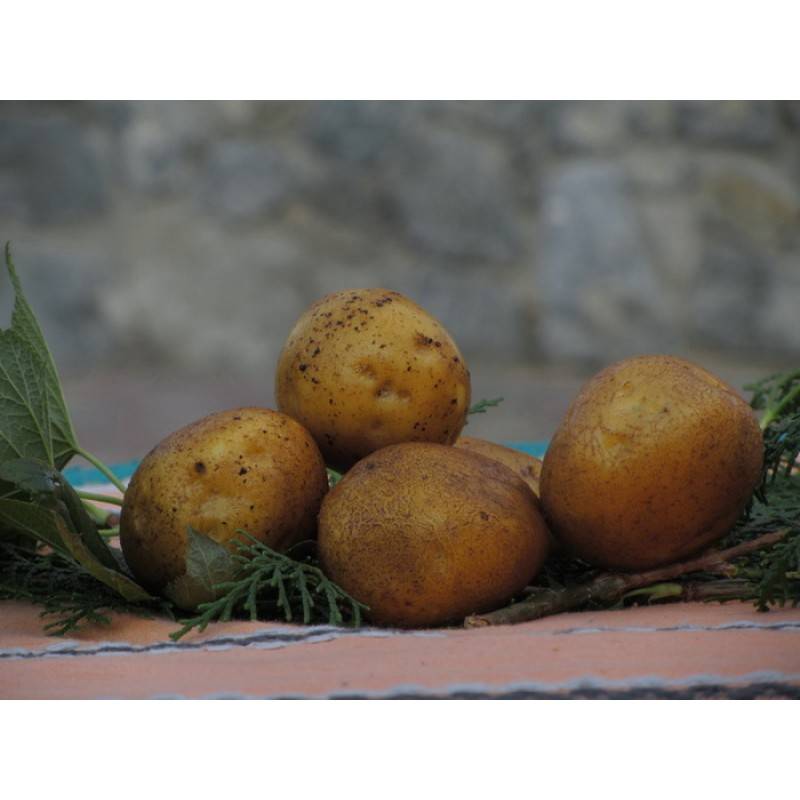 Картофель венета: описание, характеристики, особенности выращивания