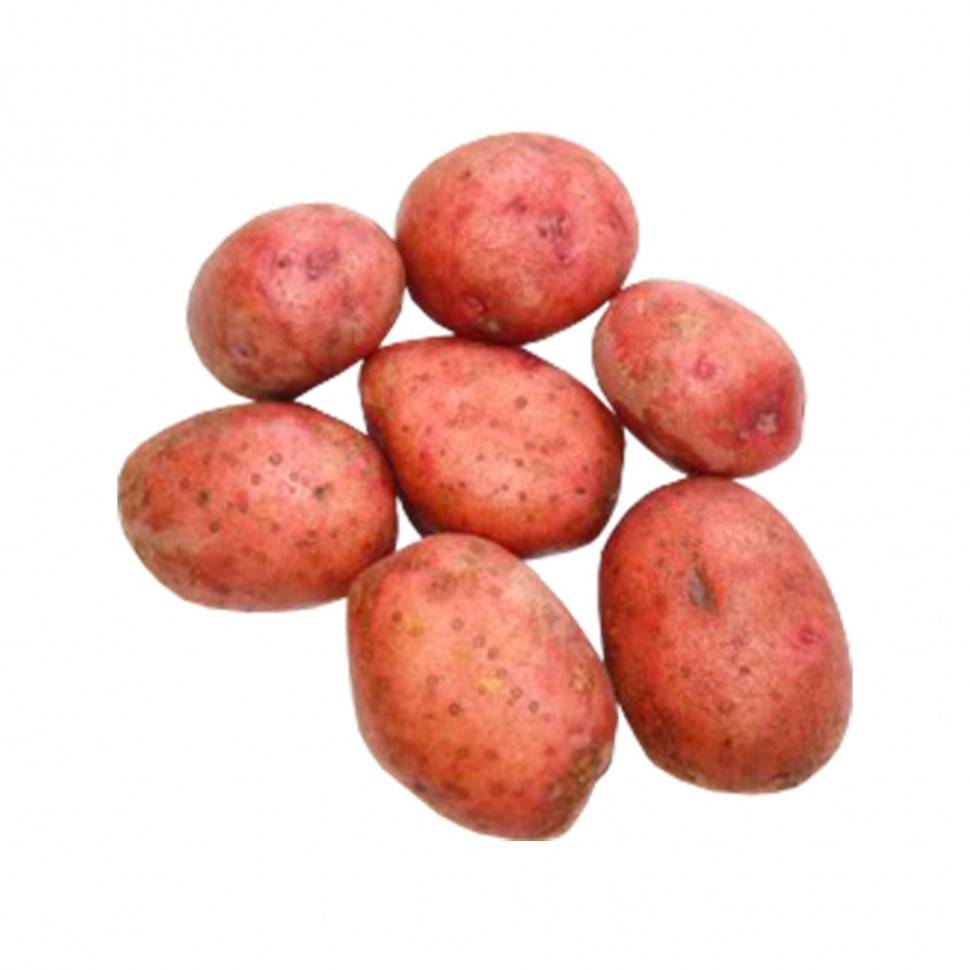 Сорт картошки любава: описание и фото, отзывы садоводов