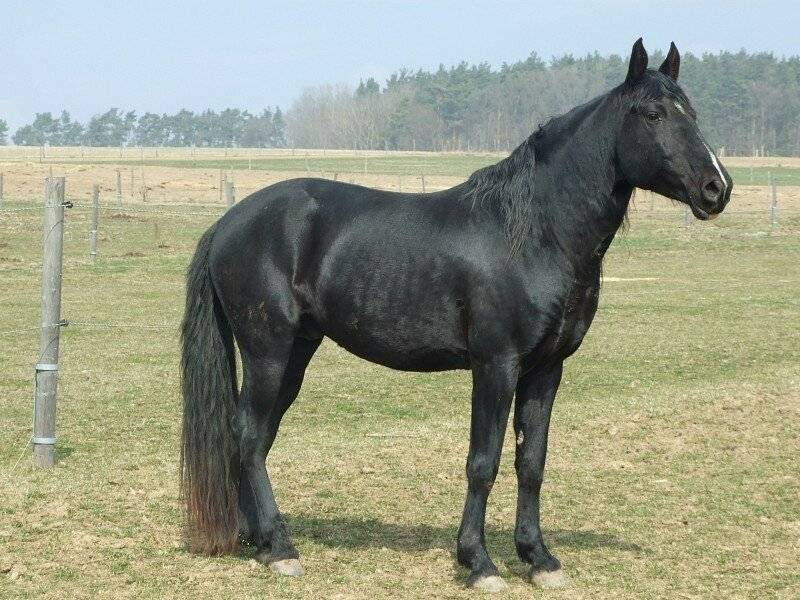 Абазинская порода лошадей: славные кони кавказа