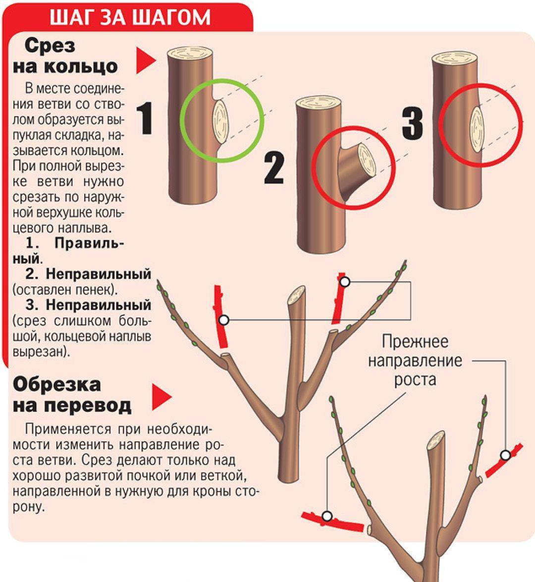 Обрезка деревьев схема