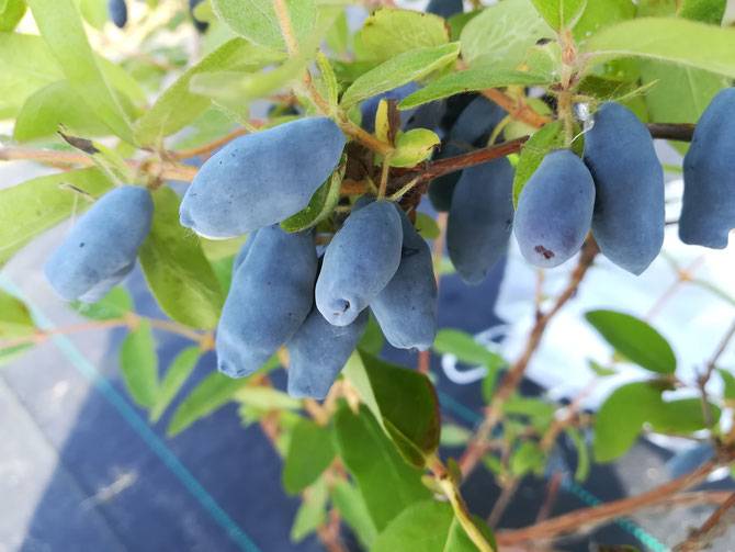 Лучшие сорта жимолости - описание и фото съедобных и декоративных для разных регионов