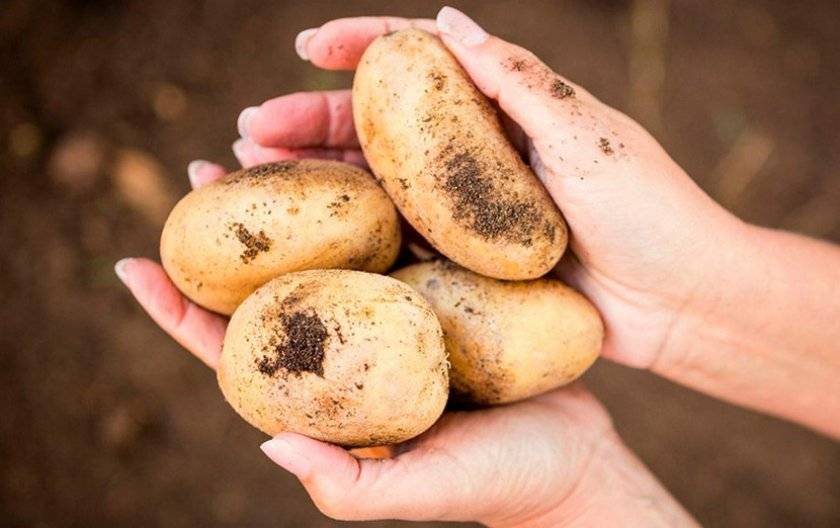 Перечень лучших сортов картофеля на 2021 год с учетом разных критериев