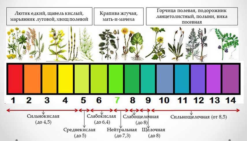 Кислотность языка. Растения индикаторы кислотности почвы. Растения индикаторы кислых почв. Нейтральная кислотность почвы. Кислотность почвы показатели PH.