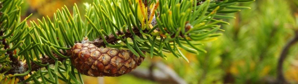Pinus banksiana lamb.описание таксона