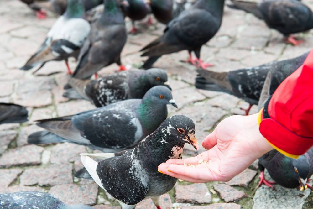Как правильно, и чем кормить птенца голубя?