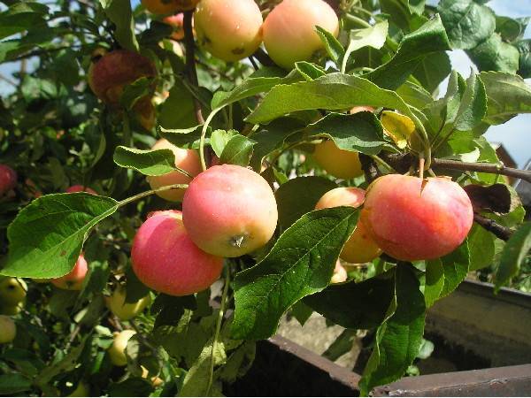 Яблоня сорта осенняя радость: фото и описание