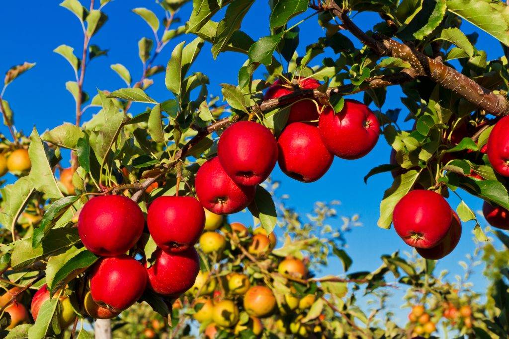 Яблоки джонатан: описание сорта, рекомендации по уходу за яблоней, как выглядит на фото, какова морозостойкость и другие характеристики, где выращивают?