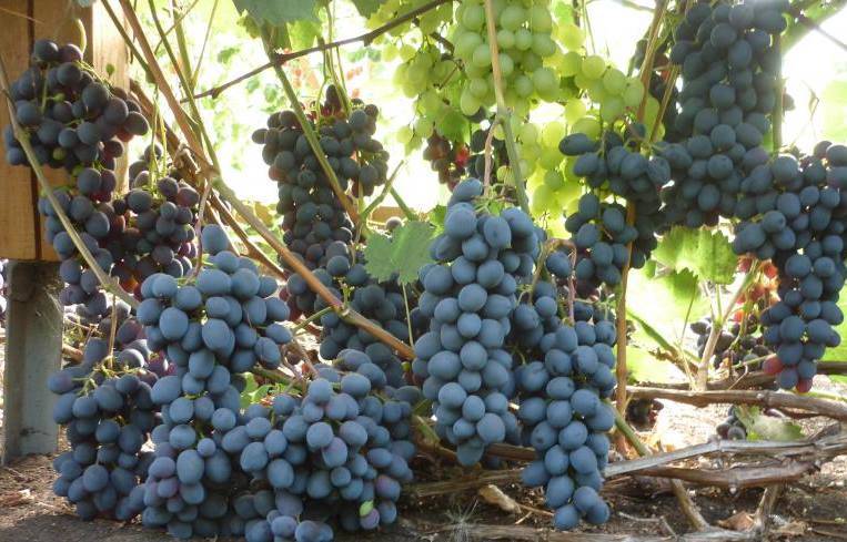Виноград "чарли": описание сорта, фото, отзывы