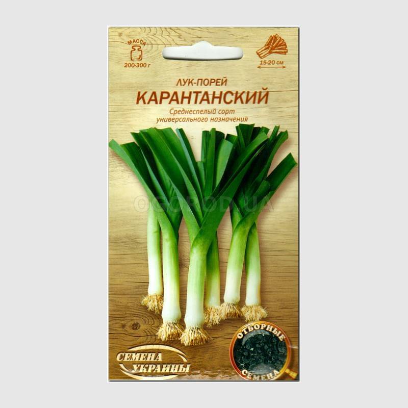 Лук порей когда сеять на рассаду как сажать лук порей на рассаду посадка семенами в улитку видео