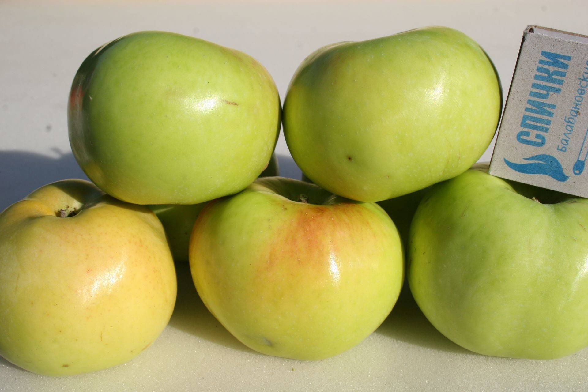 Яблоня имрус: описание и характеристики сорта
