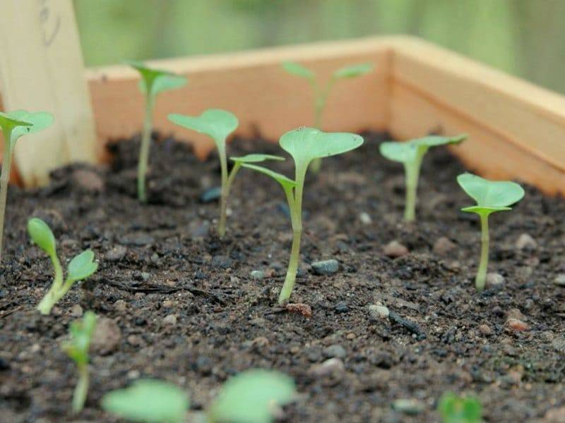 Посев краснокочанной капусты на рассаду и в открытый грунт 2021 году: благоприятные дни
