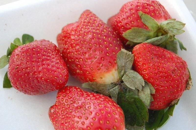 Клубника марышка: характеристика сорта, вкус ягод и урожайность