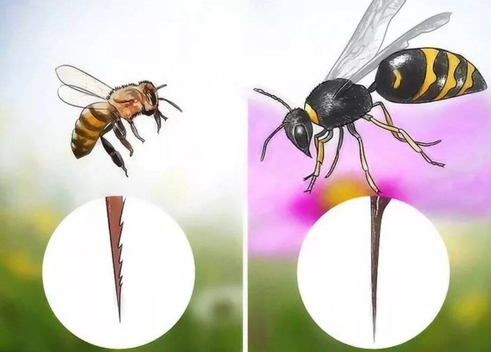 Чем отличается пчела от осы: внешние различия и образ жизни