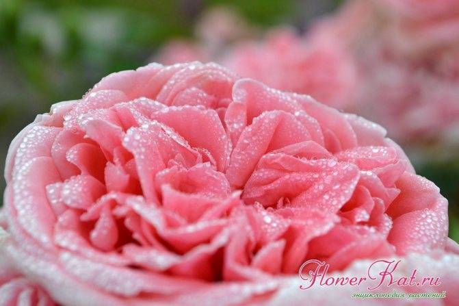 Кимоно роза - описание сорта, отзывы и советы по выращиванию