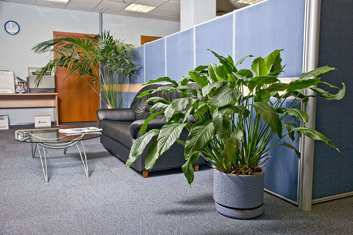 Растения для офиса фото и названия