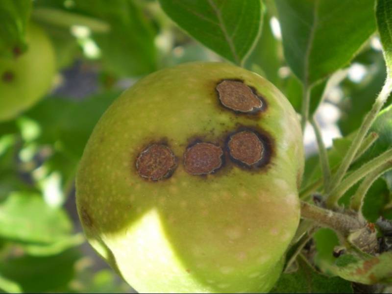 Как избавиться от парши на яблоне: чем обрабатывать, когда опрыскивать