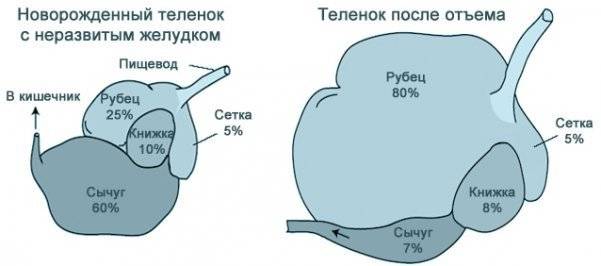 Сколько желудков. Строение желудка теленка. Пищеварительная система новорожденного теленка. Пищеварение у телят молозивного периода. Желудок новорожденного теленка.