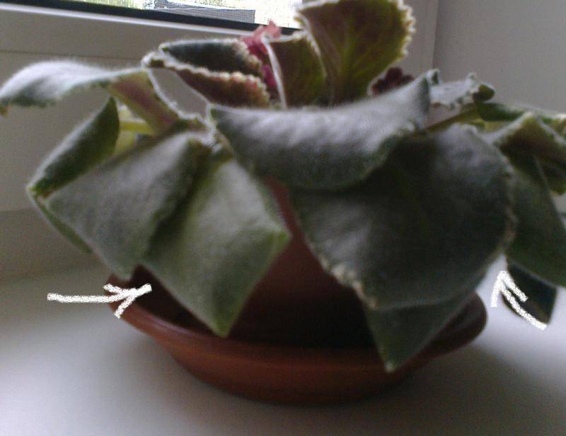 Почему у фиалки закручиваются листья во внутрь – основные причины и инструкция по лечению