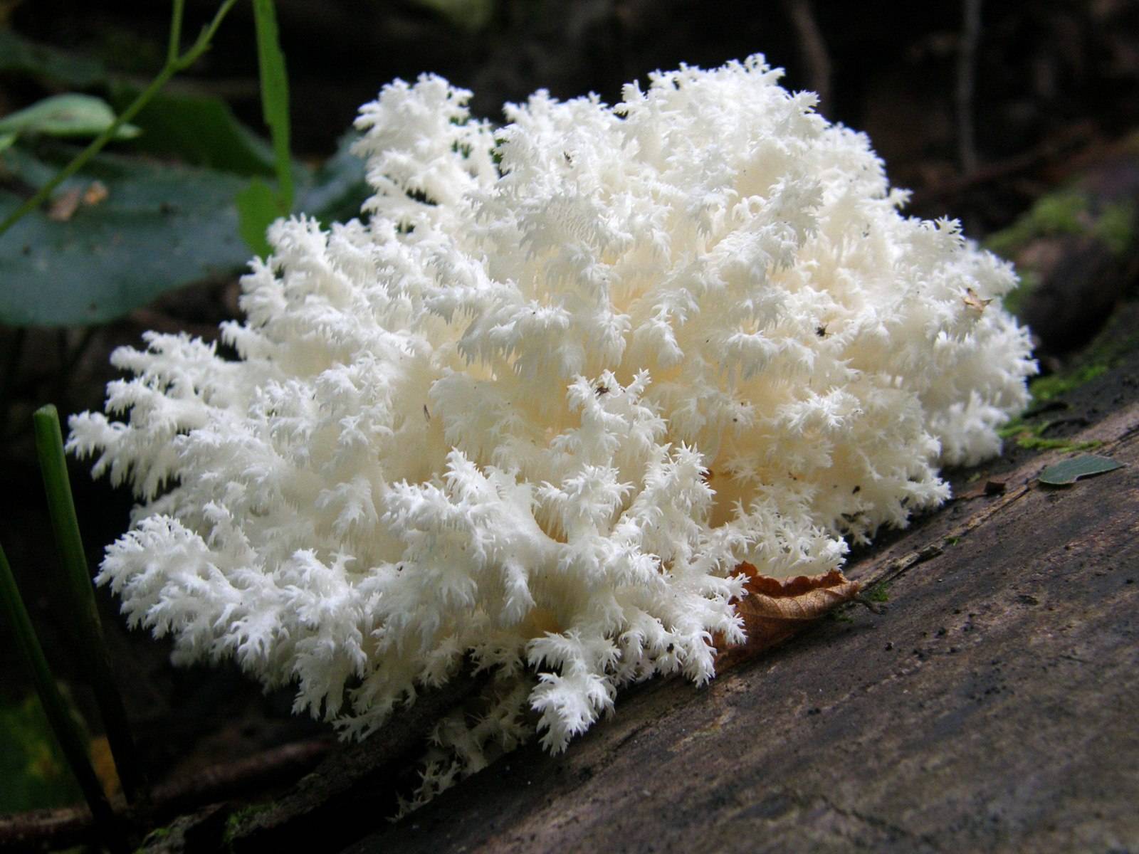 Коралловидные грибы белые