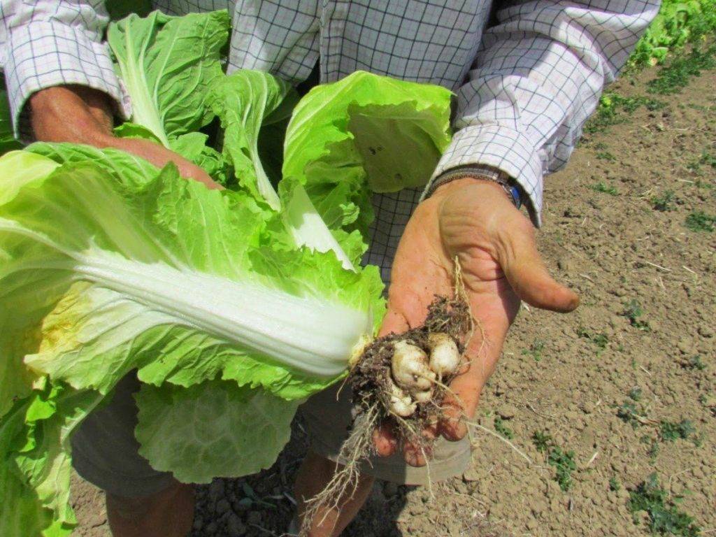 Секреты выращивания пекинской капусты, уход и борьба с вредителями